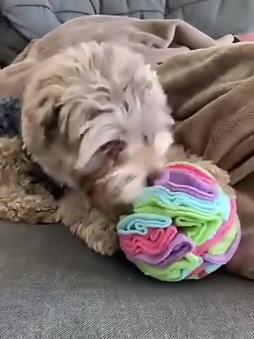 HKM-6111037 Sniffing Ball Plush Toy for Dogs - Fleece Material, Interactive Foraging Game, Two Sizes Available