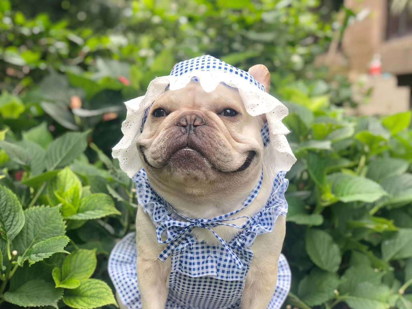 HKM-6130237 Creative Plaid Dog Dress Set for All Breeds - Blue and Green - Sizes XS to XXL