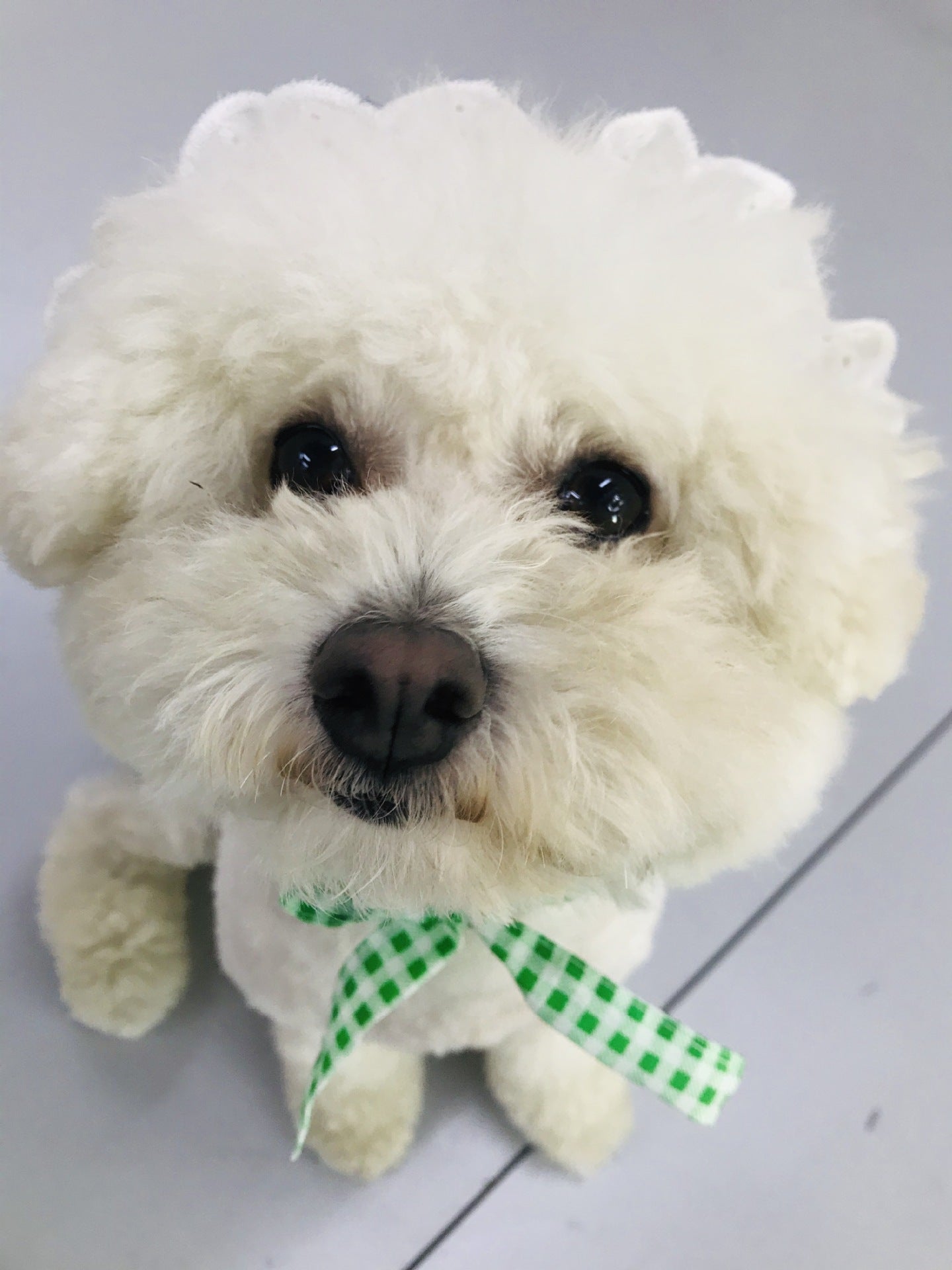 HKM-6130237 Creative Plaid Dog Dress Set for All Breeds - Blue and Green - Sizes XS to XXL