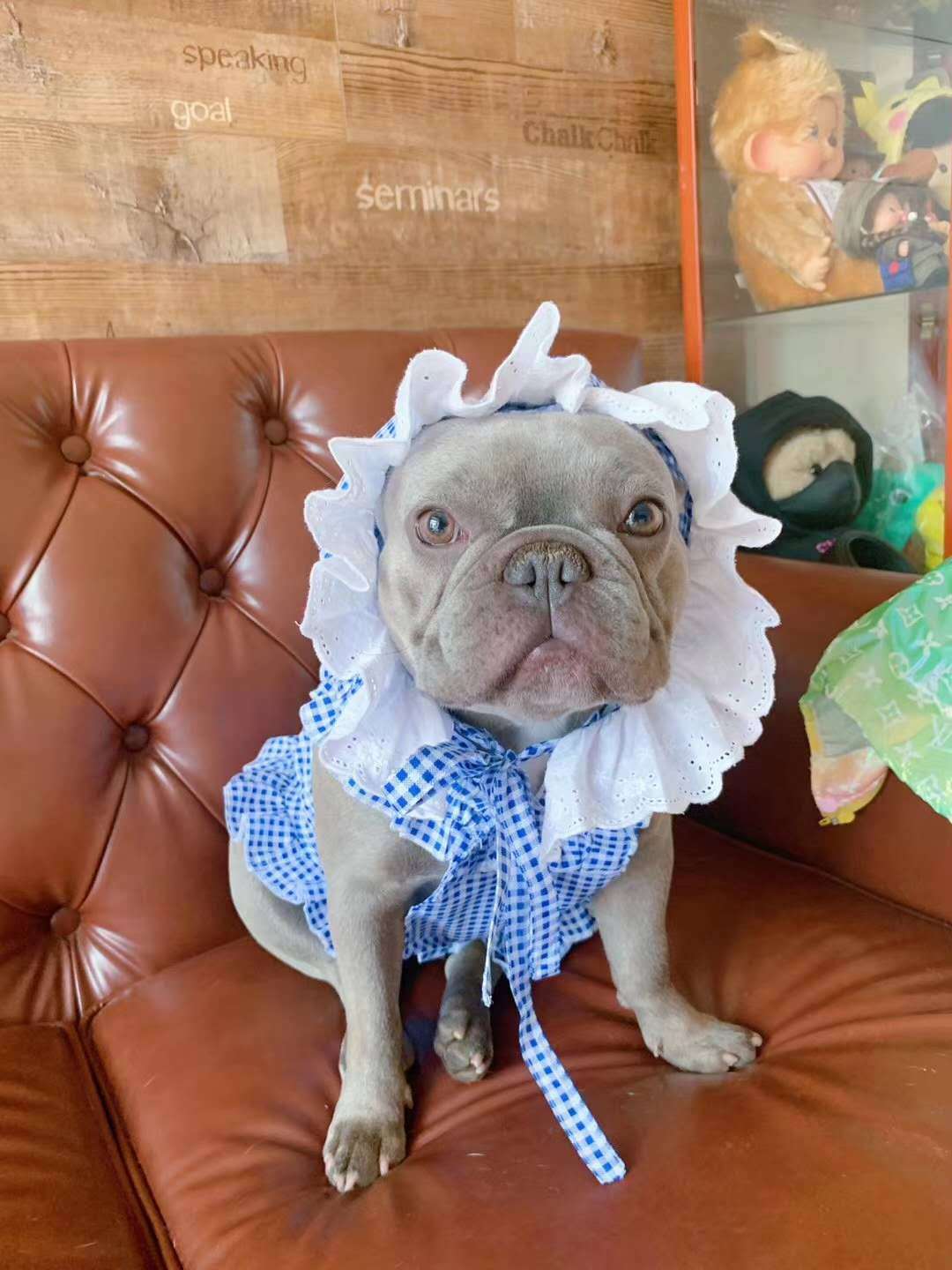 HKM-6130237 Creative Plaid Dog Dress Set for All Breeds - Blue and Green - Sizes XS to XXL