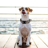 HKM-6130621 Adjustable Tactical Dog Collar with Traction Rope - Military-Style Pet Accessory for Medium to Large Breeds