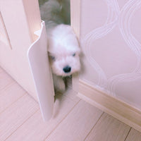 HKM-6171325 Pet Self-Opening Auxiliary Door - White Plastic Door for Pets, Automatic Closing Feature