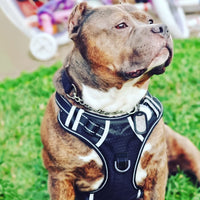 HKM-6213821 Explosion-Proof Medium and Large Dog Harness with Soft Nylon and Mesh Fabric