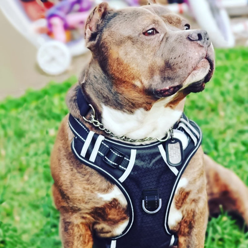 HKM-6213821 Explosion-Proof Medium and Large Dog Harness with Soft Nylon and Mesh Fabric