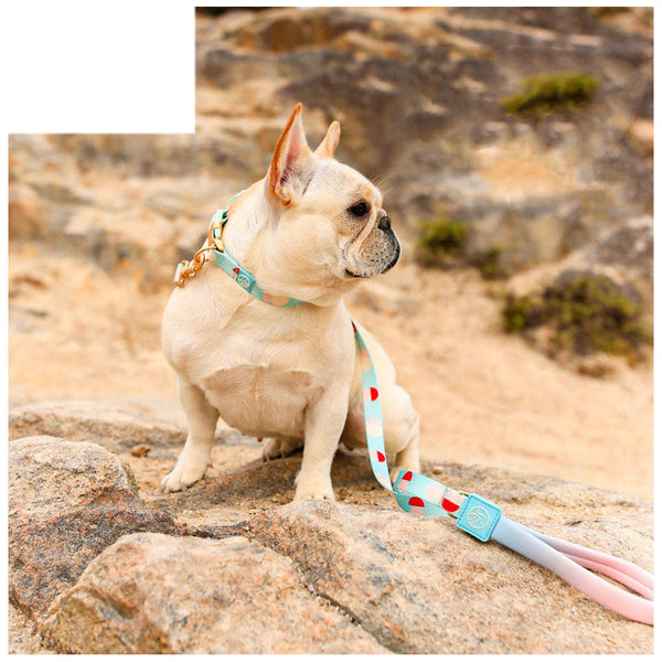 HKM-6214717 Y-Shaped Nylon Chest Strap Leash for Small Dogs - Adjustable Fit with Zinc Alloy Hook