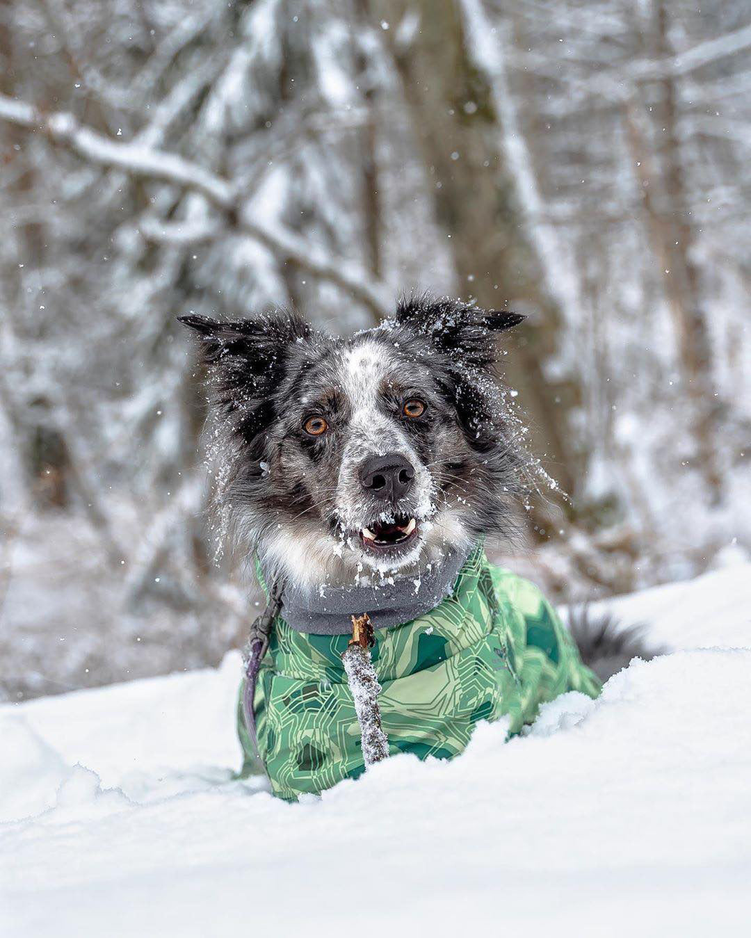 HKM-6225597 Warm Waterproof Quilted Dog Cotton Jacket in Emerald Green and Orange Red - Sizes M to 4XL