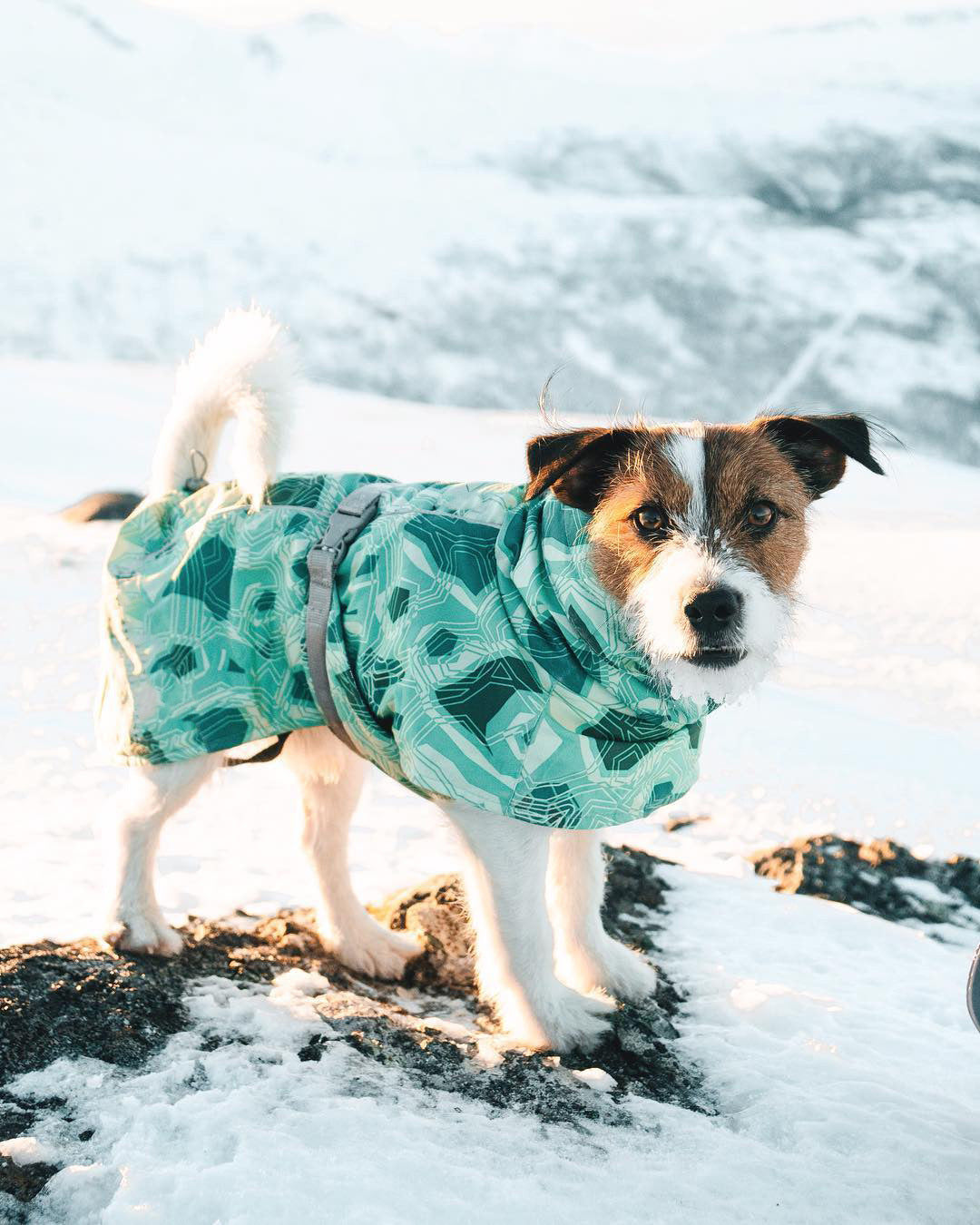 HKM-6225597 Warm Waterproof Quilted Dog Cotton Jacket in Emerald Green and Orange Red - Sizes M to 4XL