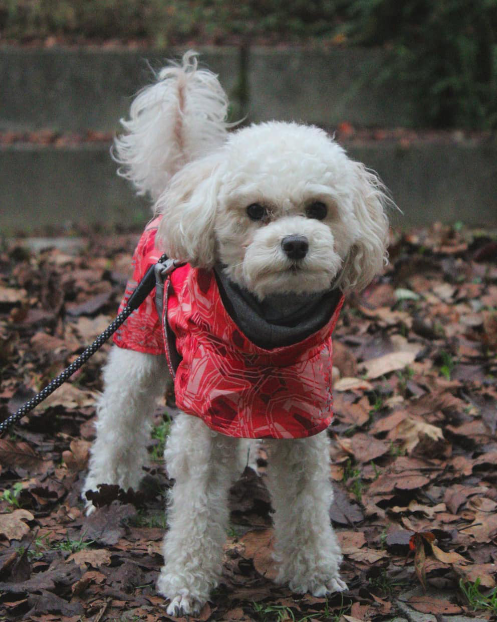 HKM-6225597 Warm Waterproof Quilted Dog Cotton Jacket in Emerald Green and Orange Red - Sizes M to 4XL