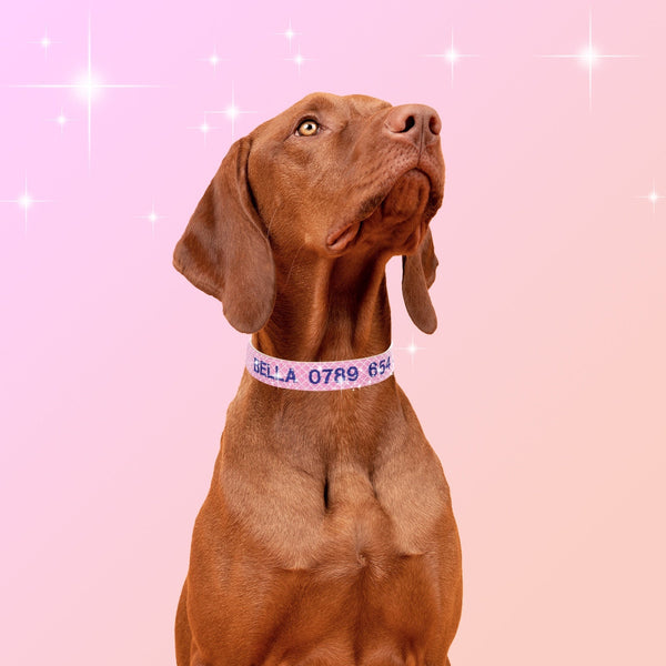 HKM-6244413 Embroidered Anti-Lost Pet Collar with Contact Number in Multiple Colors and Sizes
