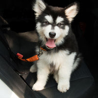 HKM-6302013 Adjustable Dog Seat Belt with Elastic Buffer and Reflective Safety Features