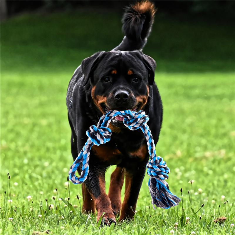 HKM-6303037 Stainless Steel Spring Pole with Cotton Rope for Active Dogs