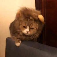 HKM-6338237 Cat Lion Head Hat Costume for Pets - Fun Dress-Up Accessory for Cats and Dogs