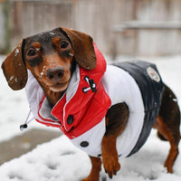 HKM-6366141 Autumn and Winter Down Vest for Pets - Stylish, Comfortable, Multiple Sizes Available