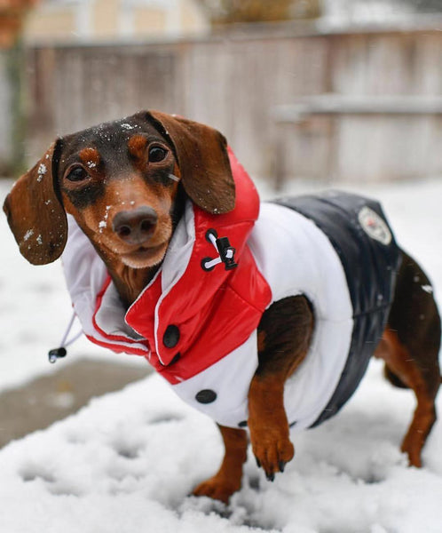 HKM-6366141 Autumn and Winter Down Vest for Pets - Stylish, Comfortable, Multiple Sizes Available