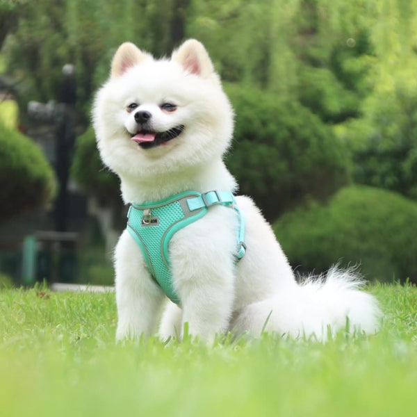HKM-6367037 Breathable Pet Chest Strap with Traction Rope for Small to Medium Dogs