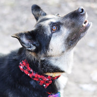 HKM-6446781 Christmas Snowflake Terylene Collar with Red Bow - Multiple Sizes Available