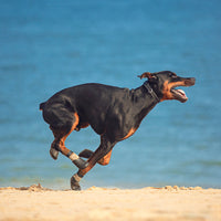 HKM-6495677 Pet Outdoor Sports Shoes with Anti-Slip Biomimetic Stripes for All Sizes