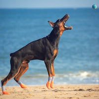 HKM-6495677 Pet Outdoor Sports Shoes with Anti-Slip Biomimetic Stripes for All Sizes