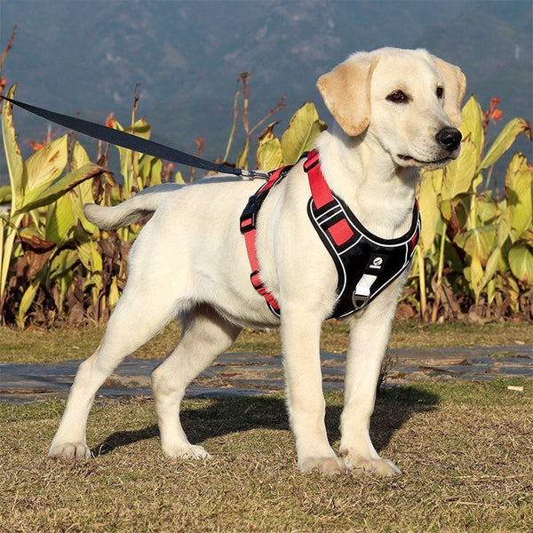 HKM-6503869 Explosion-Proof Chest Harness for Medium to Large Dogs - Purple, Lake Blue, Khaki, Black