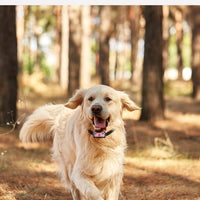 HKM-6581309 Pet Tracking Device for Cats and Dogs - USB Charging, Compact Design