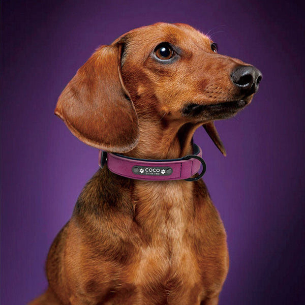 HKM-6583613 Matte Leather Anti-Lost Dog Collar in Multiple Colors and Sizes