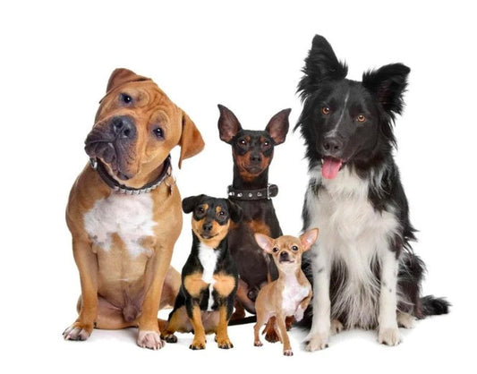 HKM-6614077 Wireless Dog Training and Bark Control Device with Remote 500m Range