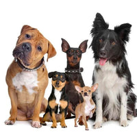 HKM-6614077 Wireless Dog Training and Bark Control Device with Remote 500m Range