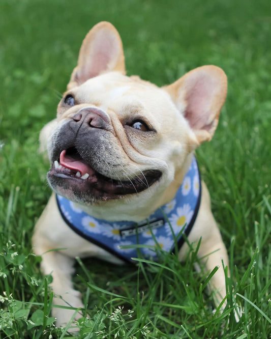 HKM-6640701 Daisy Design Adjustable Chest Strap for Small and Medium Dogs