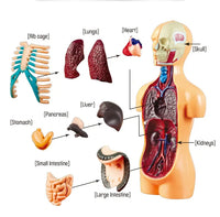HKM-664339 Mini Human Anatomy Model for Kids Education in Primary Schools