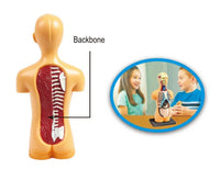 HKM-664339 Mini Human Anatomy Model for Kids Education in Primary Schools