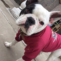 HKM-6657981 Cotton Plus Fleece Pet Sweater in Black, Red, Army Green - Casual Style with Size Options