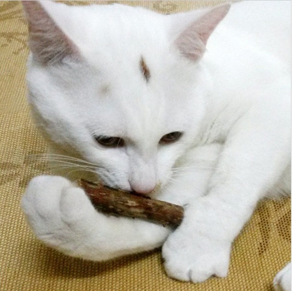 HKM-6732605 Matatabi Pet Chew Sticks for Cats – Natural Teeth Cleaners and Healthy Dental Care