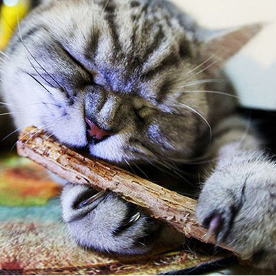 HKM-6732605 Matatabi Pet Chew Sticks for Cats – Natural Teeth Cleaners and Healthy Dental Care