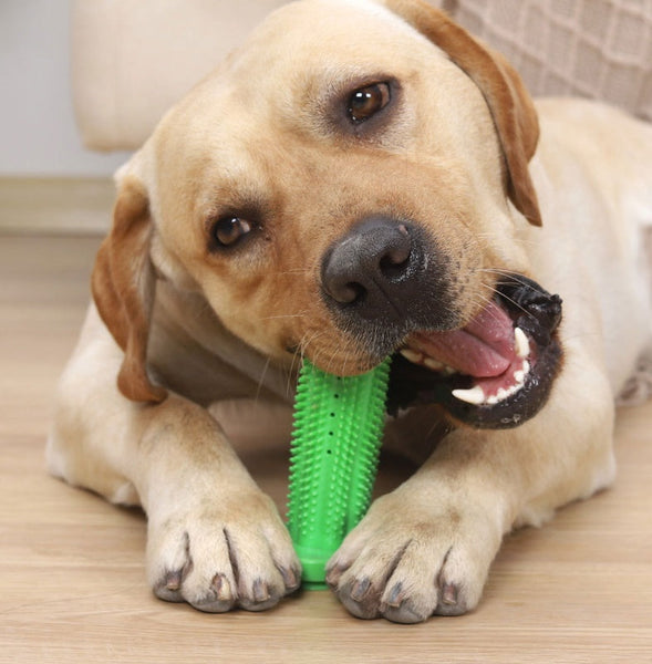 HKM-6794557 Durable TPR Chew Toy Leak Feeder - Cactus Design for Teething Pets in Two Sizes