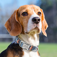 HKM-6795581 Personalized Adjustable Nylon Collar for Dogs and Cats in Various Colors and Sizes