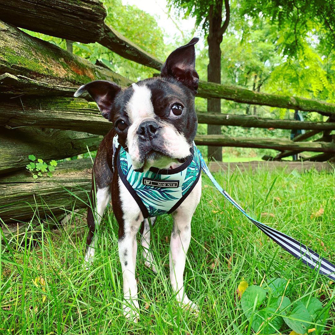 HKM-6837821 Small Dog Adjustable Polyester Chest Strap Harness for Comfortable Walking