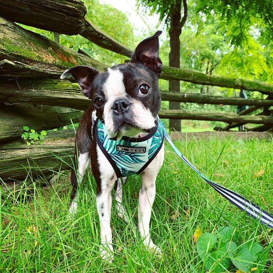 HKM-6837821 Small Dog Adjustable Polyester Chest Strap Harness for Comfortable Walking