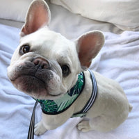 HKM-6837821 Small Dog Adjustable Polyester Chest Strap Harness for Comfortable Walking