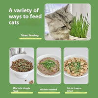 HKM-6843837 Hydroponic Cat Grass Instant Noodles - Digestive Snack with Plant Fiber and Vitamins