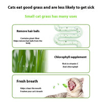 HKM-6843837 Hydroponic Cat Grass Instant Noodles - Digestive Snack with Plant Fiber and Vitamins