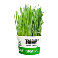 HKM-6843837 Hydroponic Cat Grass Instant Noodles - Digestive Snack with Plant Fiber and Vitamins