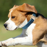 HKM-6926653 Engraved Dog Collar with Anti-Loss Feature and Matching Leash, Polyester Material for All Seasons