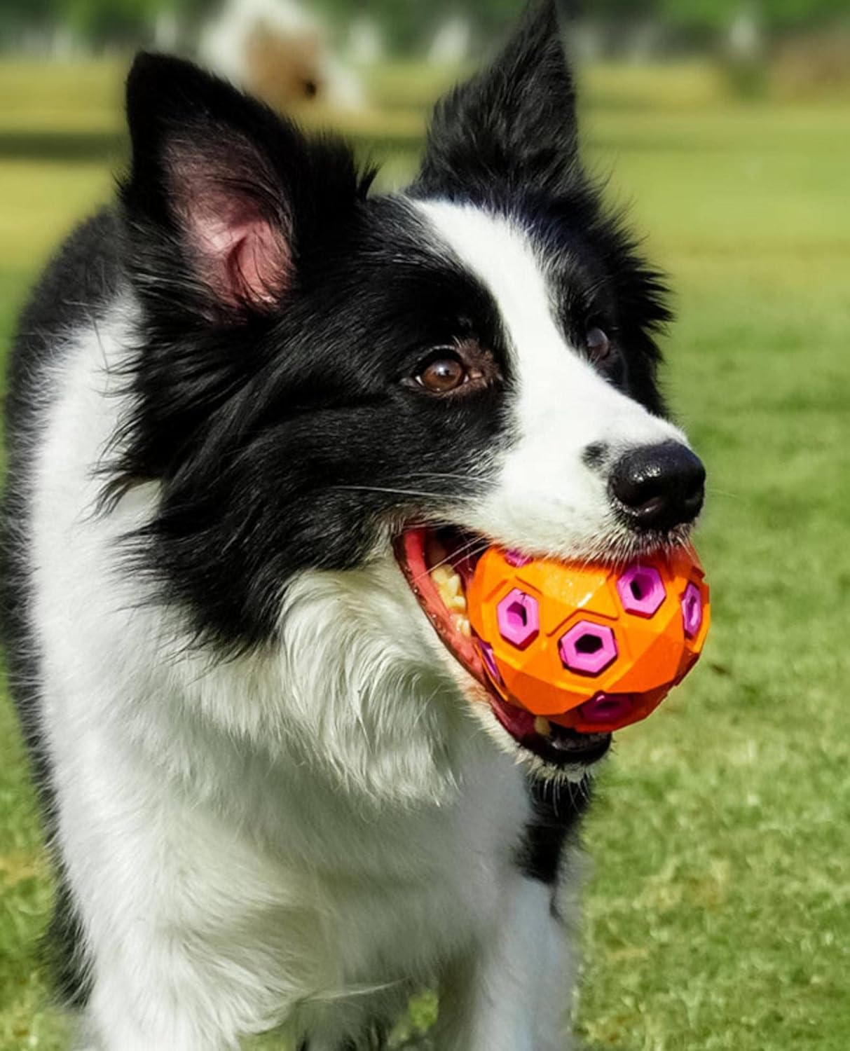 HKM-6970557 Durable Molar Dog Toy with Sound for Large Breeds - Eco-Friendly Rubber Chew Toy