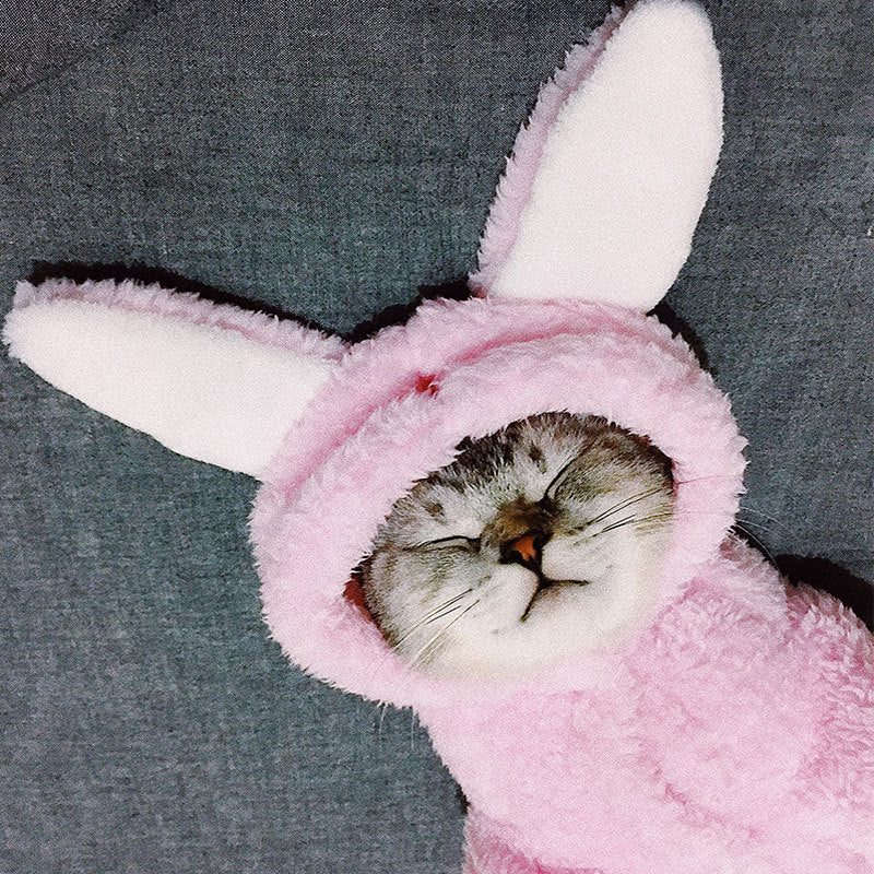 HKM-7044541 Adorable Cotton Cat Clothes for Kittens ¨C Cute Pink Rabbit, Brown Bear, Tsundere Mini, Angel Wings Styles