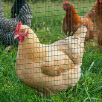 HKM-7109565 PVC Coated Steel Wire Mesh Fencing for Poultry, Gardens, and Small Animals - 98 ft x 35.5 in