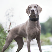 HKM-7174077 Durable Explosion-Proof Tactical Pet Collar ¨C Available in Multiple Colors