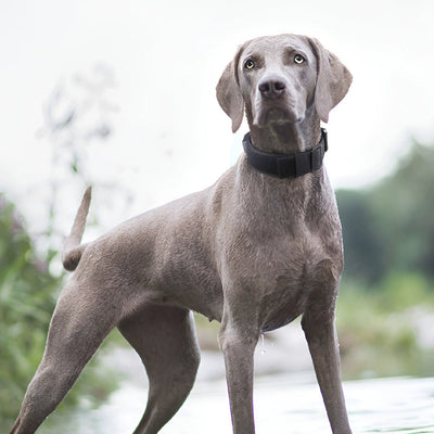 HKM-7174077 Durable Explosion-Proof Tactical Pet Collar ¨C Available in Multiple Colors