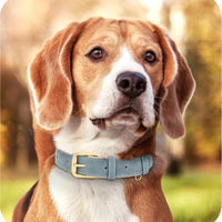HKM-7194173 Double-Layer Leather Pet Collar with Traction Rope for Small to XL Dogs