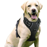 HKM-7201085 Nylon Dog Hand-Holding Rope for Chest and Back – Available in Multiple Colors (1.5m)