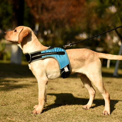 HKM-7251773 Luminous LED Pet Chest Strap - Lake Blue and Fluorescent Green Options Available